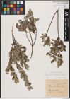 Foto von Salix aurita L. x Salix lapponum L. x Salix repens L.